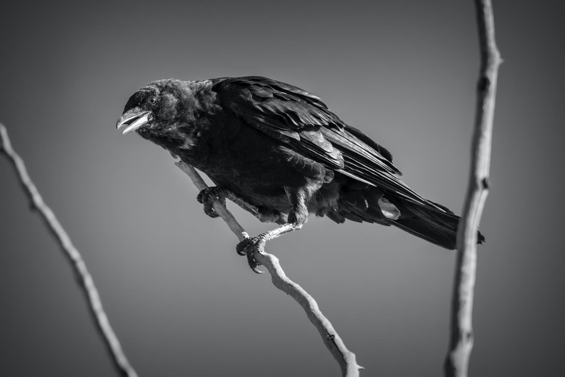 grayscale photo of bird perched on branch