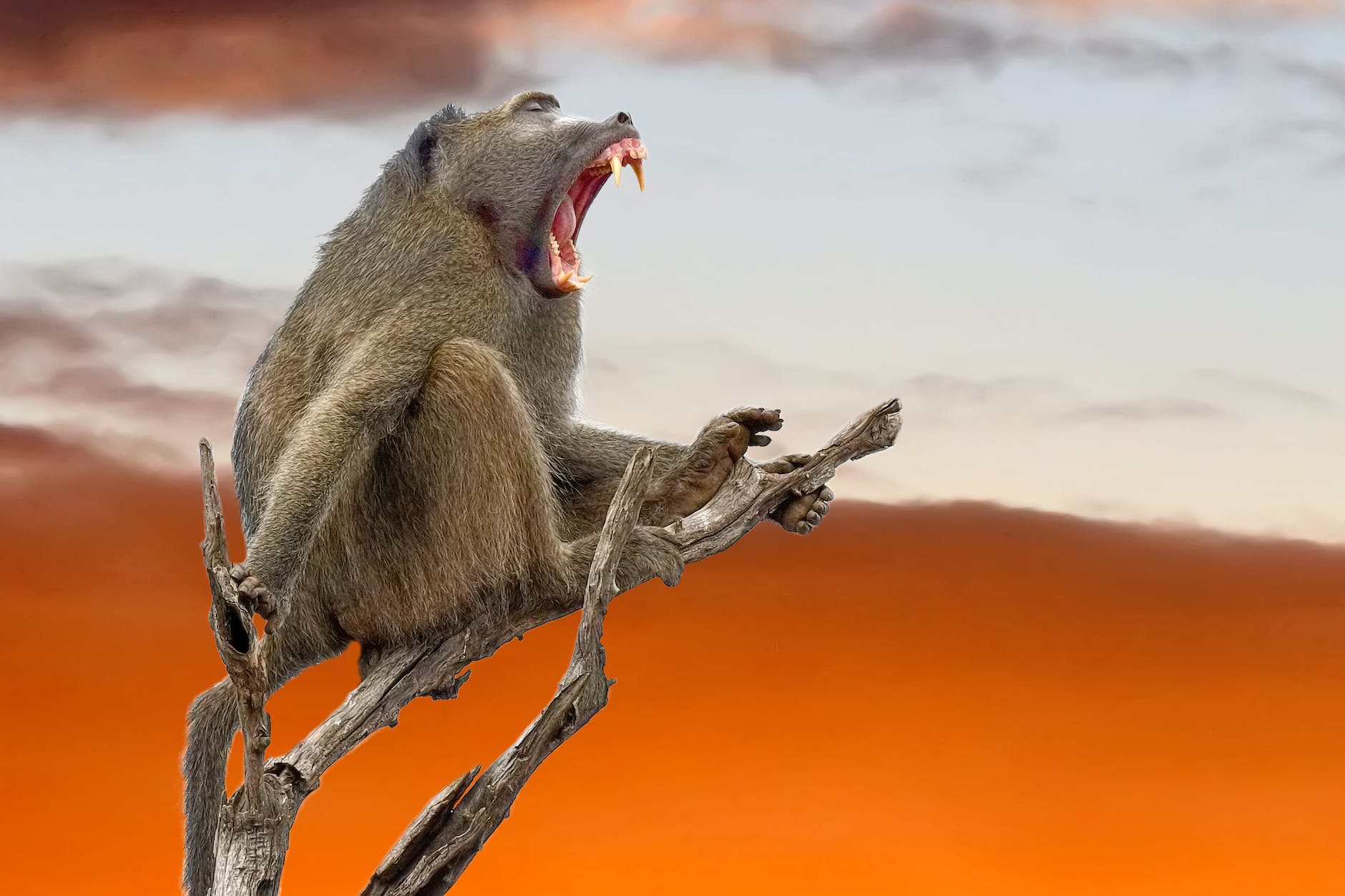 brown baboon